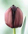 Tulip Queen of the Night